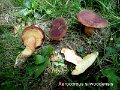 Xerocomus silwoodensis-amf2167-2